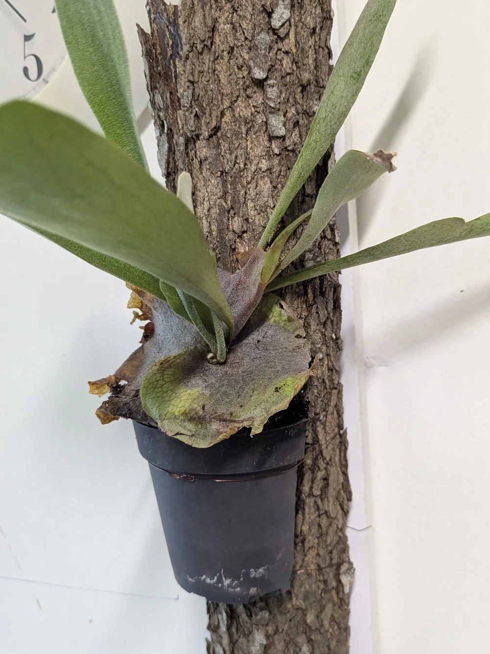 Green Mounted Staghorn Fern Plant On Natural Bark Accessory